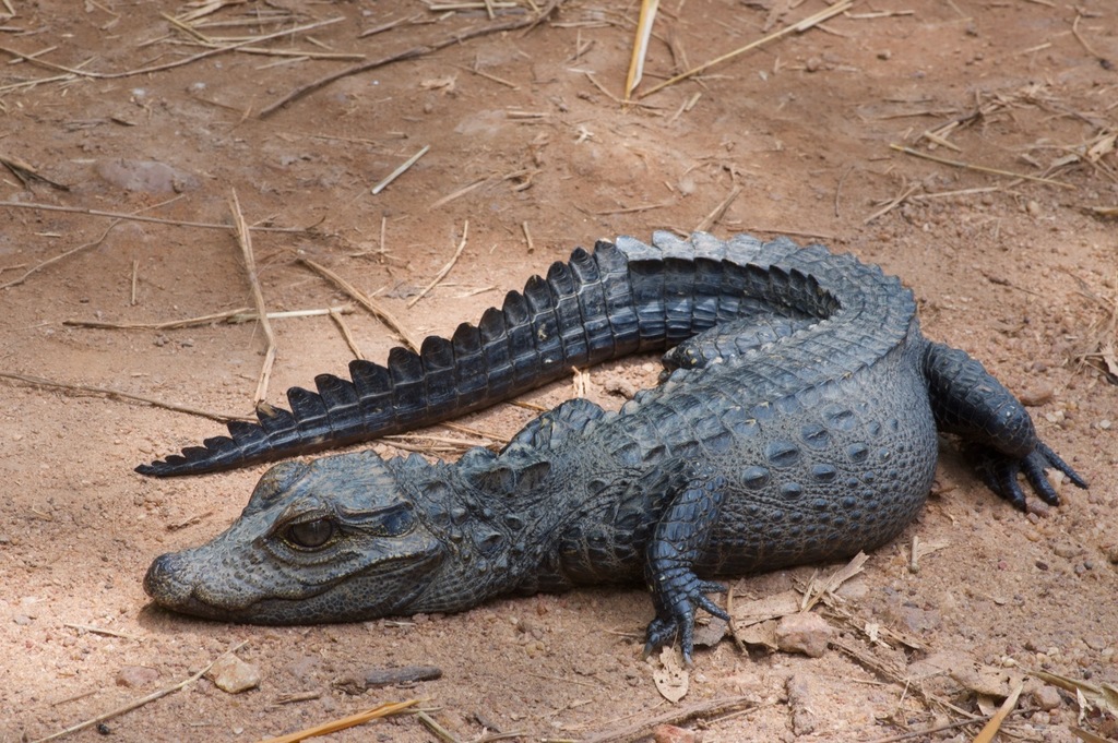 Cocodrilos, Caimanes Y Parientes (orden Crocodylia) · iNaturalist Ecuador