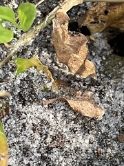 Pheidole obscurithorax
