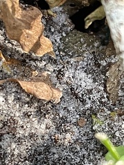 Pheidole obscurithorax