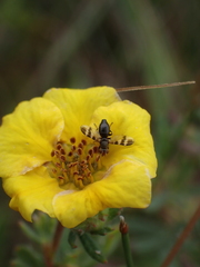 Ulidiidae
