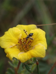 Ulidiidae