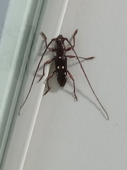 Ambonus interrogationis