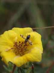 Ulidiidae