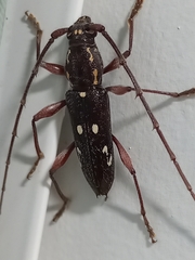 Ambonus interrogationis