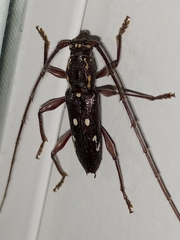 Ambonus interrogationis