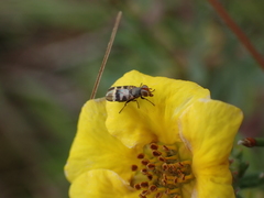 Ulidiidae