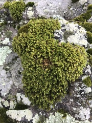 Hedwigia ciliata
