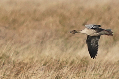 Anser brachyrhynchus