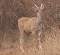 Tragelaphus oryx pattersonianus