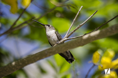 Archilochus colubris