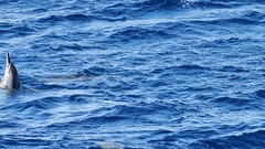 Stenella longirostris
