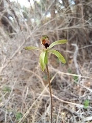 Caladenia atradenia