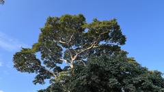 Pseudospondias microcarpa