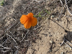 Eschscholzia