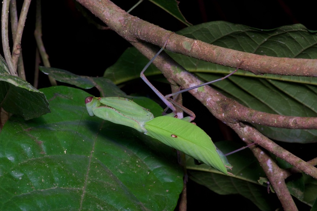 Sphodromantis aurea from Ejisu-Juabeng, Ashanti, Ghana on August 10 ...