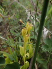 Liparis loeselii