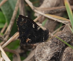 Steremnia monachella