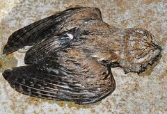 Otus scops mallorcae