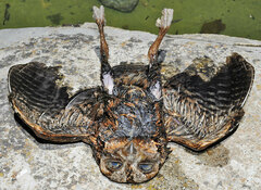 Otus scops mallorcae
