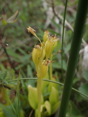 Liparis loeselii