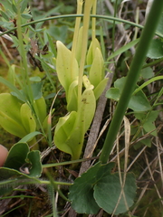Liparis loeselii