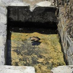 Otus scops mallorcae
