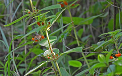 Phaethornis striigularis