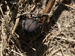 Geotrupes opacus