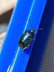 Zicrona caerulea