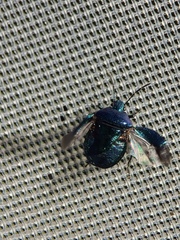 Zicrona caerulea