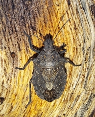 Brochymena