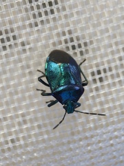 Zicrona caerulea