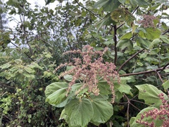 Heliocarpus terebinthinaceus