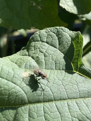 Musca domestica