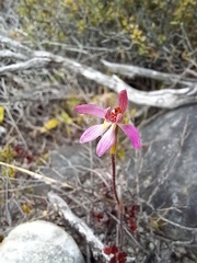 Caladenia bartlettii