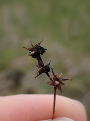 Carex echinata