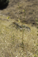 Calycadenia truncata