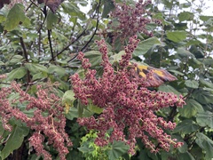 Heliocarpus terebinthinaceus