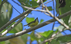 Todirostrum nigriceps