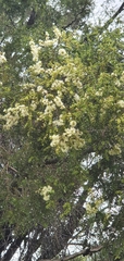 Melaleuca bracteata