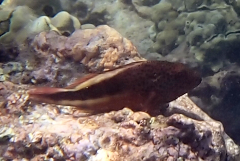 Blackside Hawkfish