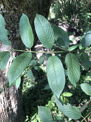 Rhamneae