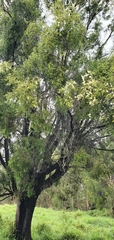 Melaleuca bracteata