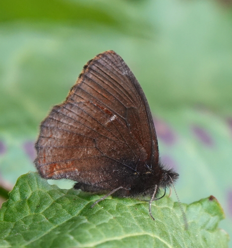 Steremnia umbracina