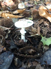 Amanita oberwinkleriana