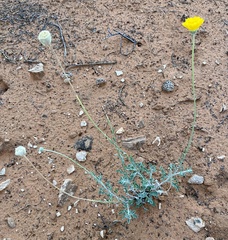 Baileya multiradiata