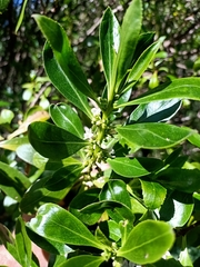 Myoporum