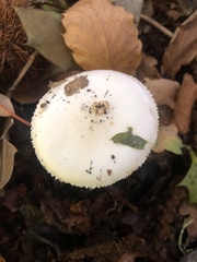 Amanita oberwinkleriana