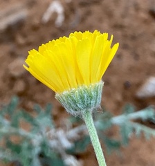 Baileya multiradiata