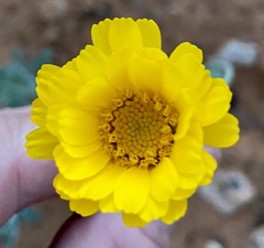 Baileya multiradiata